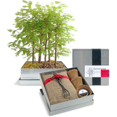 Bonsai Box- Dawn Redwood Forest