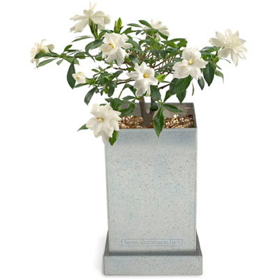 Bonsai Box- Gardenia Tree